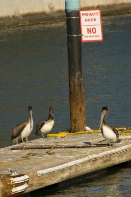 No Trespassing Ignored by Pelicans