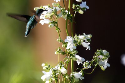 (Immature Ruby-throated?) Hummingbird