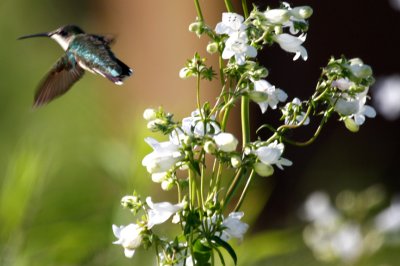 (Immature Ruby-throated?) Hummingbird