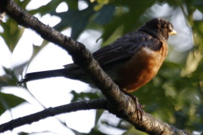 American Robin