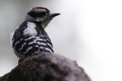 Woodpecker Fledgling Waiting to be Fed