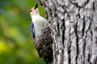 Red-bellied Woodpecker