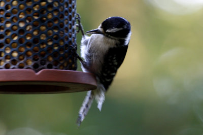 Downy Woodpecker