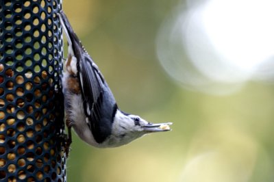 White-breasted Nuthatch