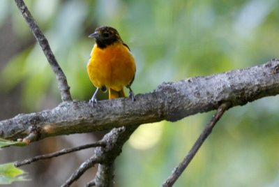 1st Spring Baltimore Oriole