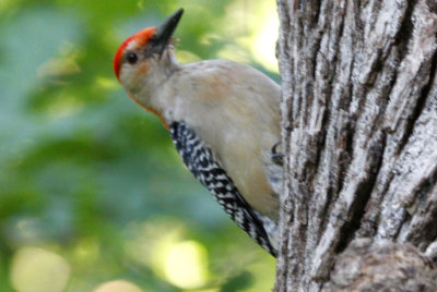 Red-bellied Woodpecker