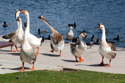 Chinese Geese