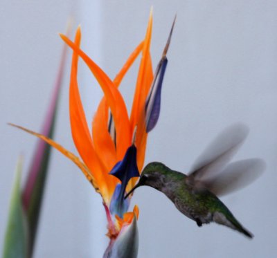 Anna's Hummingbird/Bird of Paradise
