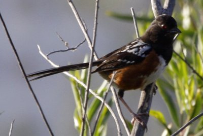 Spotted Towhee