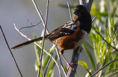 Spotted Towhee