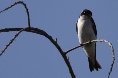 Tree Swallow