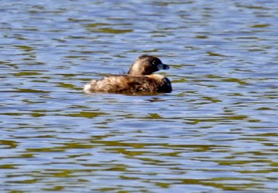 Pied-billed Grebe