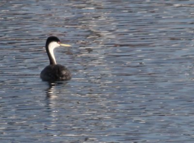 Western Grebe