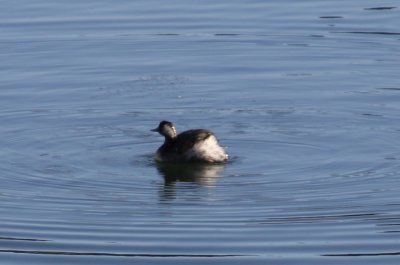 Least (?) Grebe