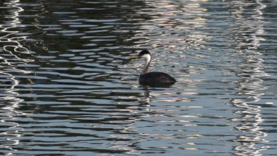 Western Grebe