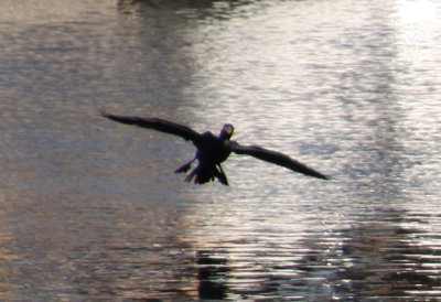 Cormorant Coming In