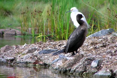 Cormorant & Egret