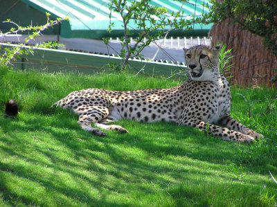 African Cats