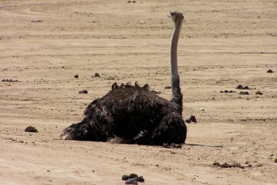 Ostrich