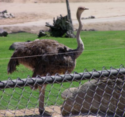 Ostriches