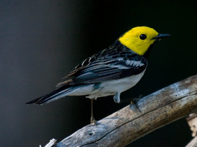 Hermit Warbler