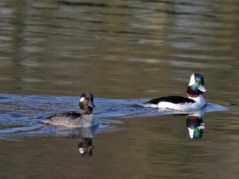 Bufflehead