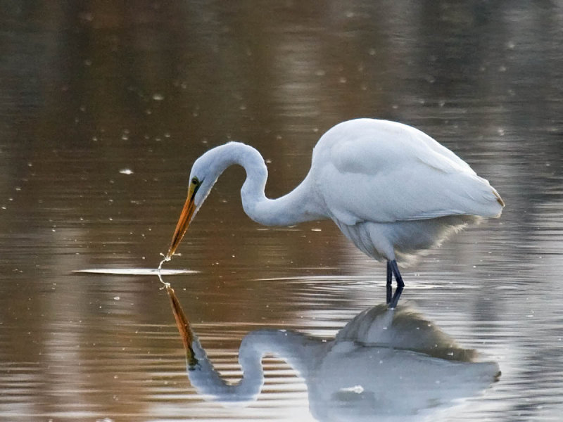 Great Egret