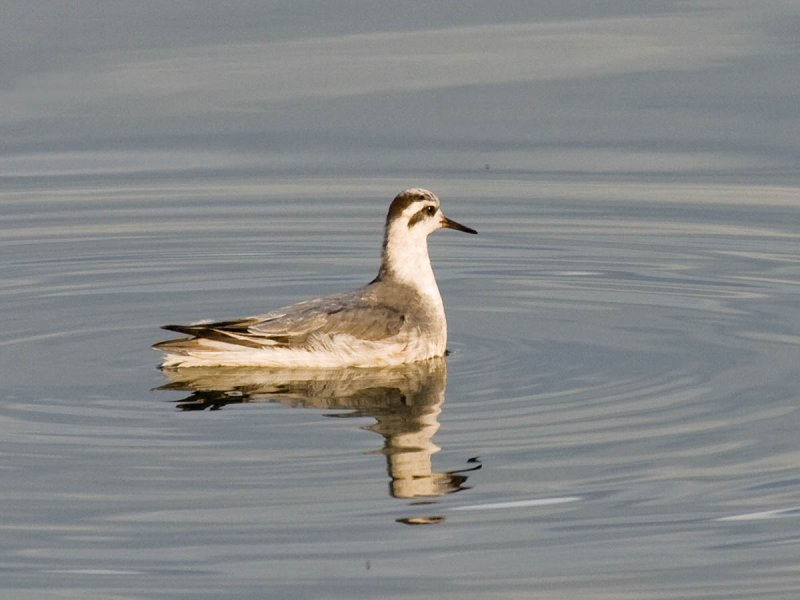 Red Phalarope