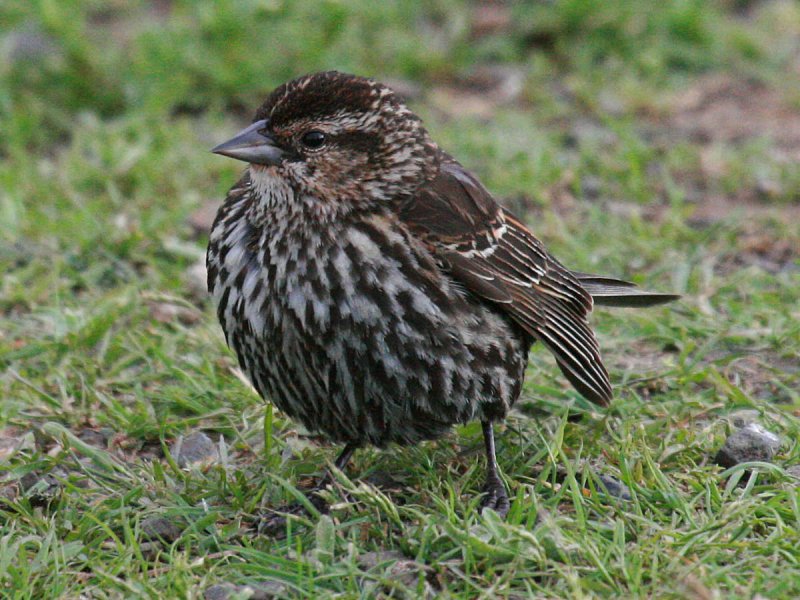 Red-winged Blackbird