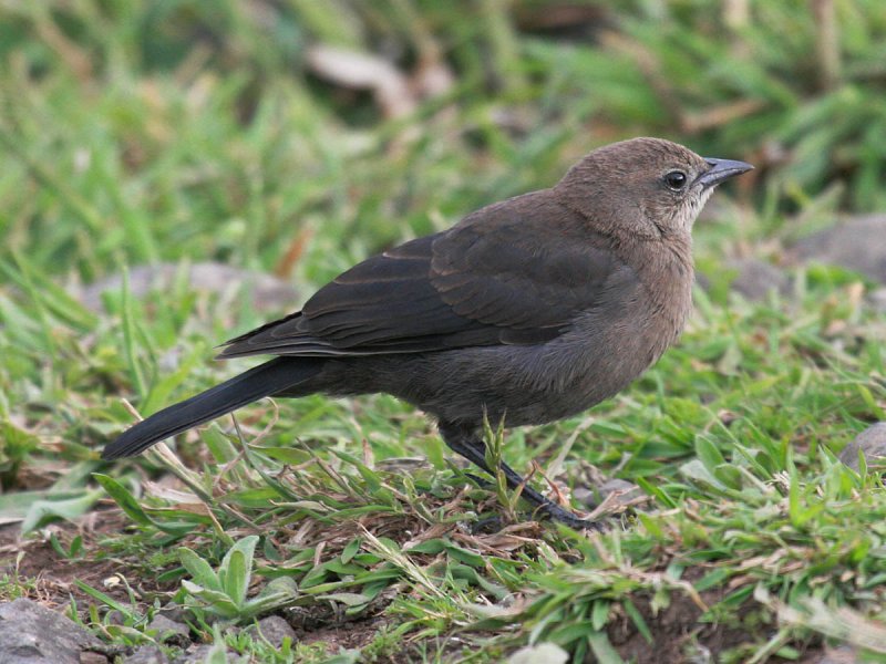 Brewers Blackbird