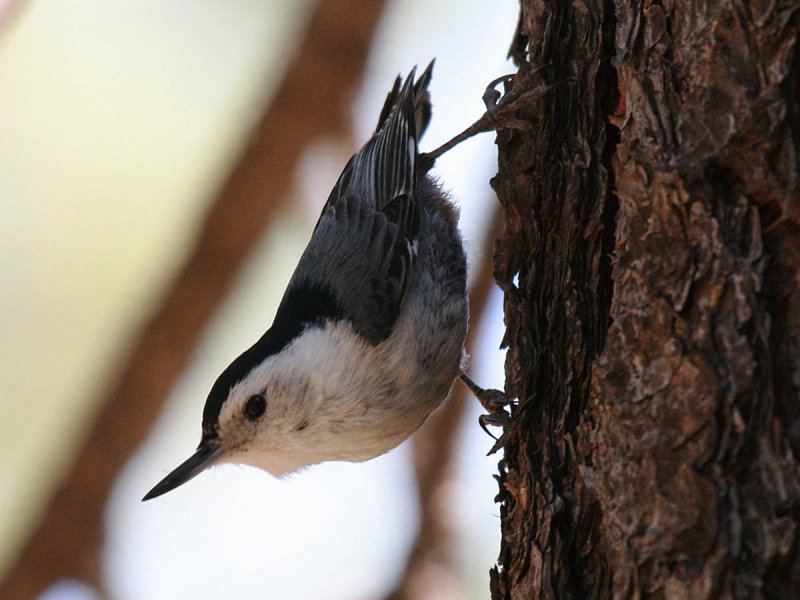 White-breasted Nuthatch