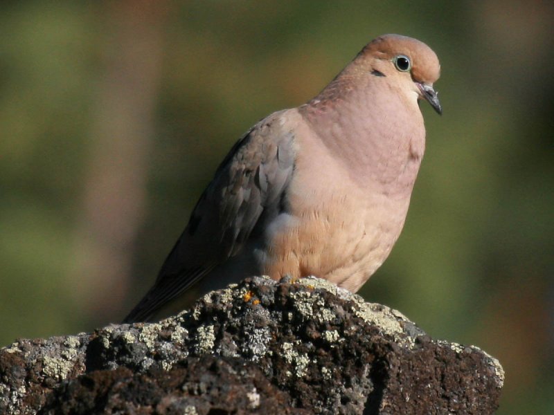 Mourning Dove