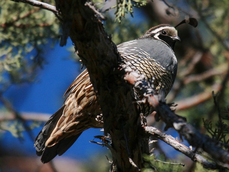 California Quail