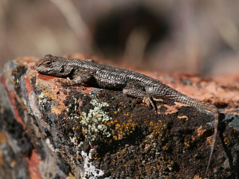 Western Fence Lizard