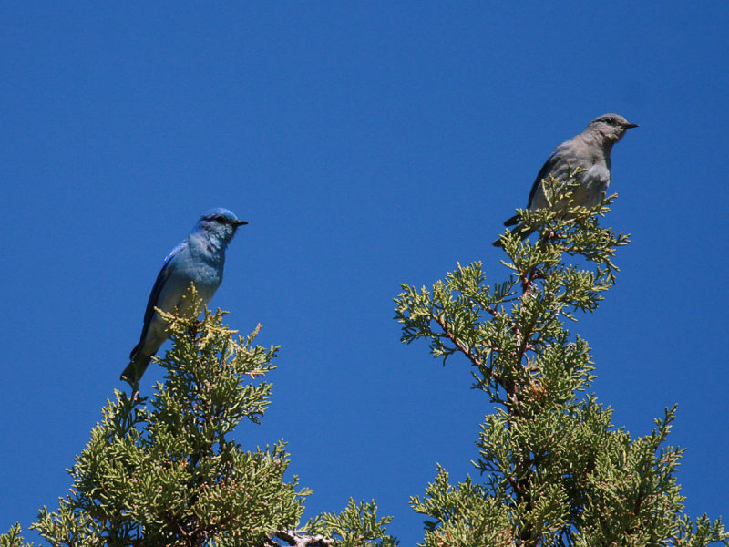 Mountain Bluebird