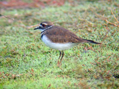 Killdeer