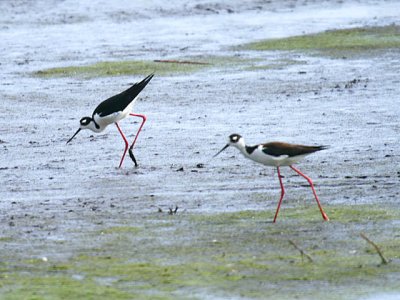 Black-necked Stilt