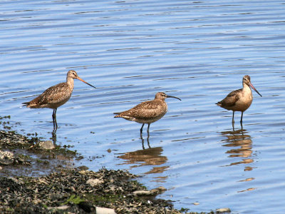 Whimbrel and Marbled Godwits