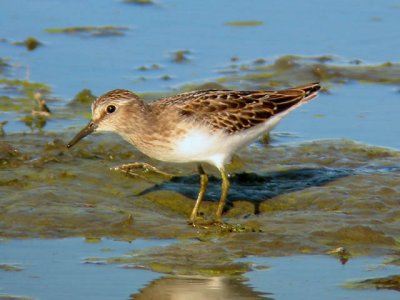 Least Sandpiper