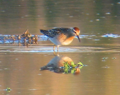 Sharp-tailed Sandpiper