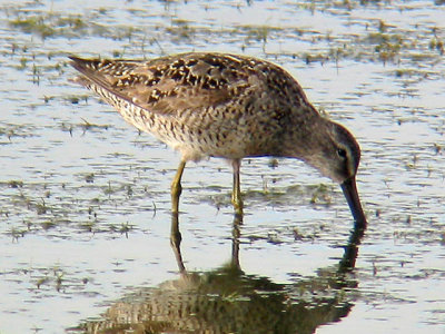 Short-billed Dowitcher