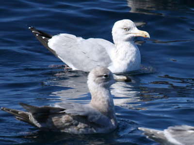 Herring Gull (rear) California Gull (front)