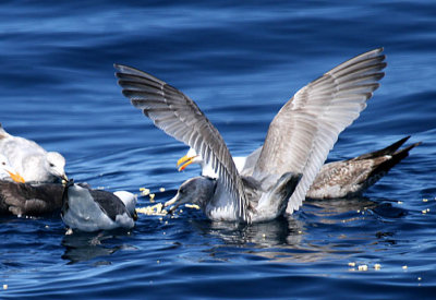 Herring x Glaucous-winged Gull (open wings)
