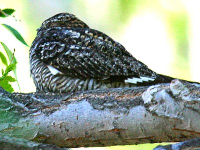 Common Nighthawk