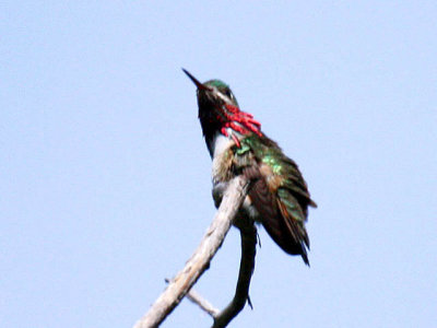 Calliope Hummingbird