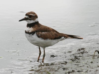 Killdeer