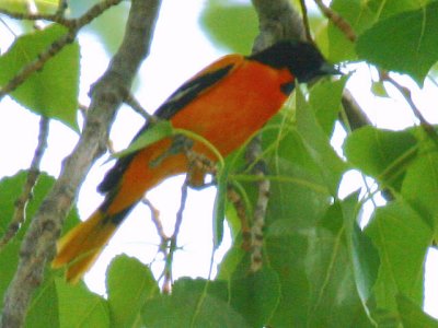 Baltimore Oriole