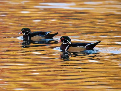 Wood Duck