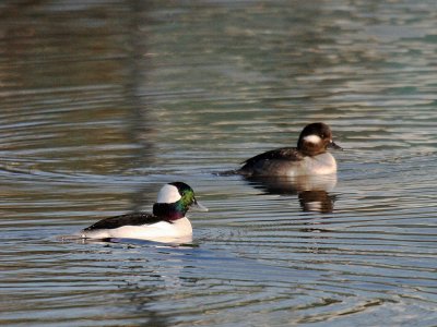 Bufflehead