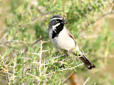 Black-throated Sparrow